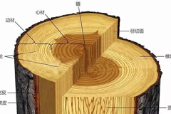 木材相关术语,木材知识大全